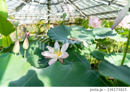 Tropical aquatic plant. Pink lotus water lily blooming in greenhouse 136173825