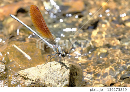 カワトンボ（オス・橙色翅型） 136173839