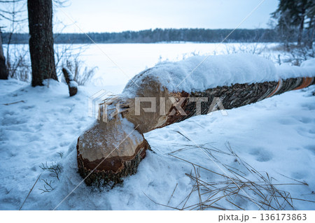 Fallen tree damaged by beavers lying on ground in forest near frozen lake, trunk covered in snow. 136173863