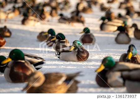 Flock of wintering ducks sitting on snow near unfrozen pond in city public park on frosty winter day waiting for fed time from people. 136173937