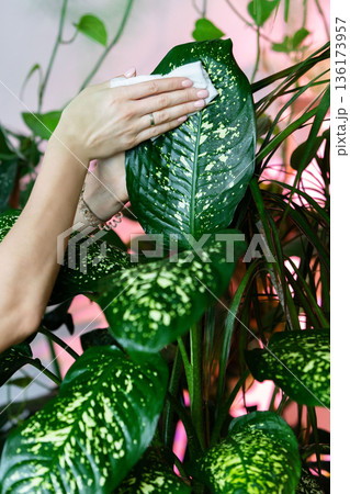 Gardener hands wiping the dust from houseplant leaves, taking care of plant dieffenbachia 136173957