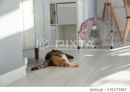 Summer heat and pet at home. Domestic cat lying on the floor, escapes from heat with help of fan. 136173987