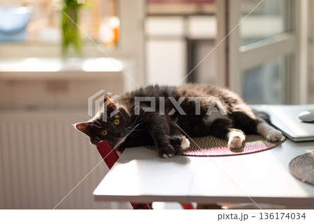 Sleepy fluffy black cat with surprised eyes resting on the kitchen table until the owners sees. Sleepy fluffy black cat with surprised eyes resting on the kitchen table until the owners sees. 136174034