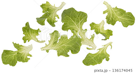 Falling green oak lettuce leaves isolated on white background, full depth of field, collection 136174045