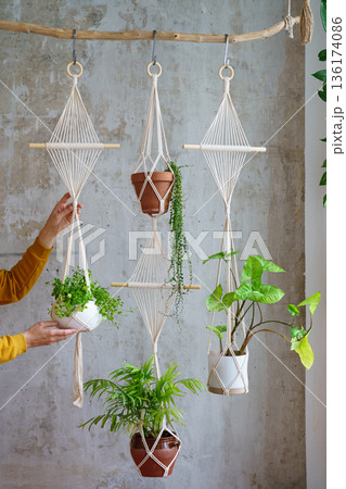 Woman gardener holding macrame plant hanger with houseplants over grey wall at home. Hobby, love of plants, home decoration 136174086