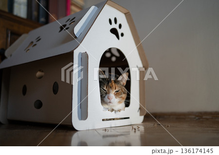 Cat sitting in cardboard box house. Zero waste for animals. Eco friendly pet home concept. Cat sitting in cardboard box house. Zero waste for animals. Eco friendly pet home concept. 136174145