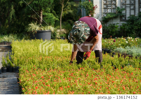 Farmer in red gloves takes care of lush pot-plants putting in rows in rural garden on sunny day 136174152