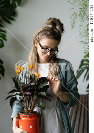 woman florist holding flowering calathea plant in red milk can standing in home garden 136174153