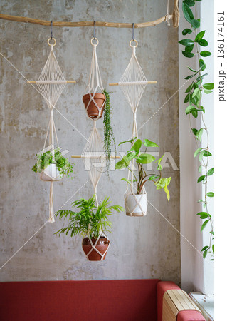 Handmade cotton macrame plants hanger hanging from wood branch over grey wall at home. Love of houseplants, hobby. 136174161
