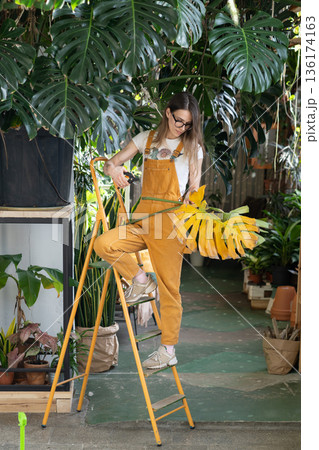 Woman florist work in home garden. Young entrepreneur, greenhouse or houseplant shop owner gardening 136174163