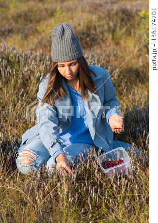 Young woman in denim trench sits on swamp sorting cranberries at autumn sunset 136174201