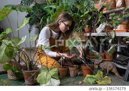 Woman gardener in glasses wear overalls sitting, pruning dry withered caladium houseplant, take routine care, using scissors. Hobby, home gardening, indoor garden. 136174279
