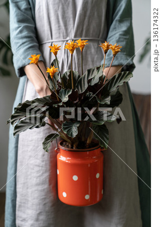 Close up of woman florist in linen dress, holding flowering calathea plant in red milk can Close up of woman florist in linen dress, holding flowering calathea plant in red milk can 136174322
