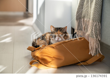 Lazy fluffy cat lies on owner backpack thrown on floor. Always find your comfortable place at home. 136174391