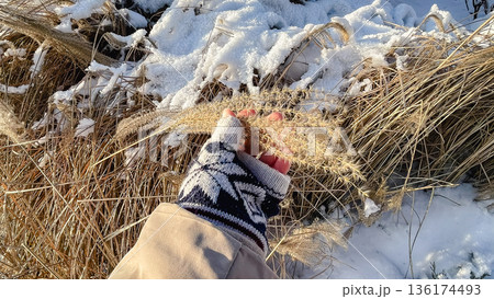 Person in a knitted mitten holding dry golden grass against a background of fresh white winter snow. 136174493