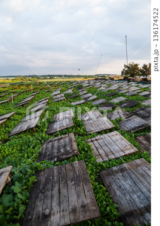 Perspective view across snail farm fields with wooden shelters and lush plants symbolizing sustainable rural agriculture 136174522