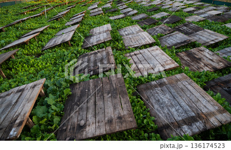Rows of wooden shelter panels in snail farm with fresh green vegetation showing large scale sustainable farming 136174523