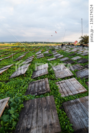 Wide panorama of commercial snail farm with wooden covers and green crops under open sky representing heliculture industry Wide panorama of commercial snail farm with wooden covers and green crops under open sky representing heliculture industry 136174524