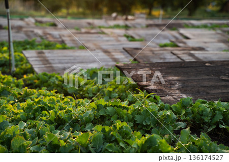 Close view of snail farm shelters over green plants at golden hour, heliciculture detail and sustainable agriculture 136174527