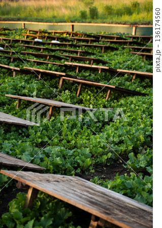 Snail farming landscape with wooden boards arranged over crops, sustainable heliciculture and organic food production 136174560