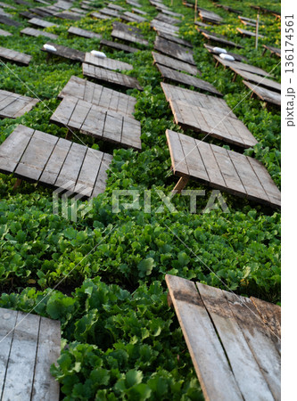 Eco Friendly Snail Farm Using Wooden Shelters and Fresh Brassica Seedlings for Natural Heliculture Feeding System 136174561