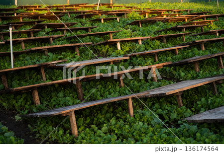 Snail farming field with young oilseed plants and wooden shelters, sustainable heliciculture and early crop growth system Snail farming field with young oilseed plants and wooden shelters, sustainable heliciculture and early crop growth system 136174564