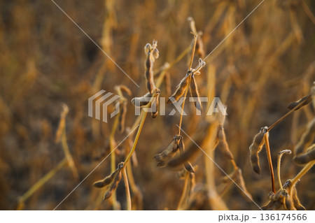 Soybean pods hanging on slender stems in autumn field showing harvest readiness and natural agricultural growth cycle 136174566