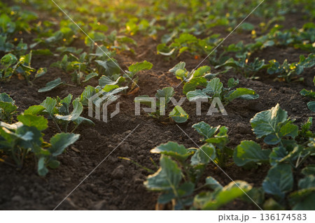 Young rapeseed plants growing in cultivated soil during early vegetation stage, sustainable agriculture and oilseed crop concept 136174583