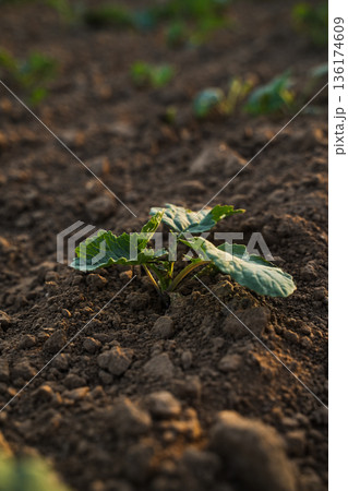 Low angle view of young rapeseed seedlings growing in fertile soil, early crop stage and sustainable agriculture concept Low angle view of young rapeseed seedlings growing in fertile soil, early crop stage and sustainable agriculture concept 136174609