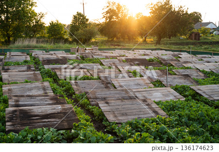 Snail farm with wooden shelter panels over green vegetation during sunset showing sustainable heliculture and rural agriculture 136174623