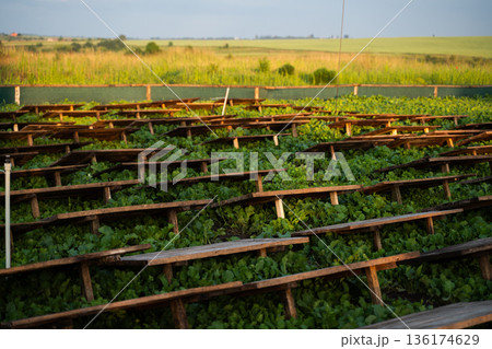Snail farming field with wooden shelters over green vegetation, heliciculture process and sustainable rural agriculture 136174629