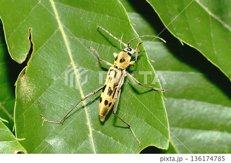 キイロトラカミキリ 136174785