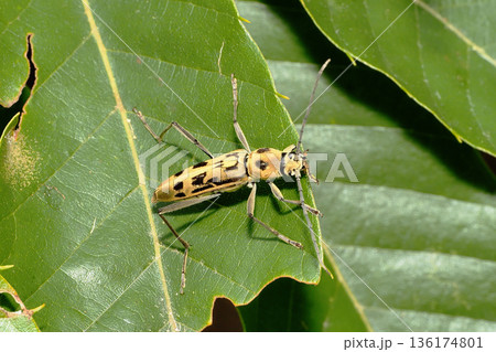 キイロトラカミキリ 136174801