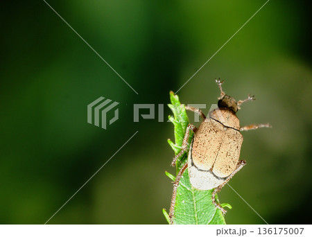 ヒメアシナガコガネ ヒメアシナガコガネ 136175007