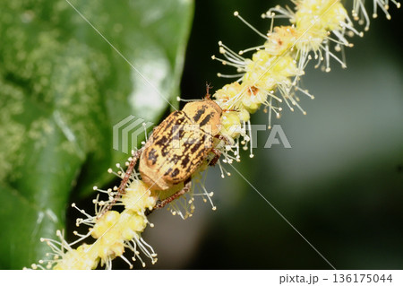 栗の花に止まるヒメアシナガコガネ 136175044