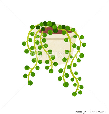グリーンネックレスの鉢植え 水彩風手描きイラスト グリーンネックレスの鉢植え 水彩風手描きイラスト 136175049