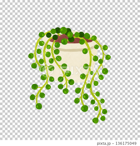 グリーンネックレスの鉢植え 水彩風手描きイラスト グリーンネックレスの鉢植え 水彩風手描きイラスト 136175049
