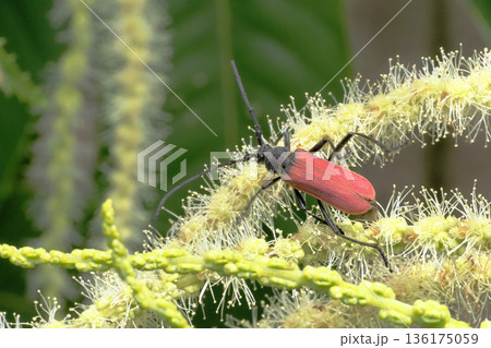 栗の花に止まるハナカミキリの一種 136175059
