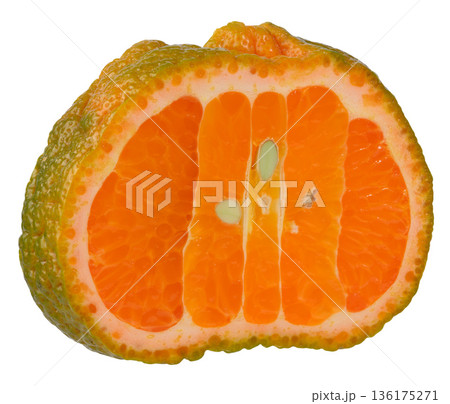 A juicy slice of hybrid citrus Murcotta with orange flesh and thick, bumpy skin 136175271