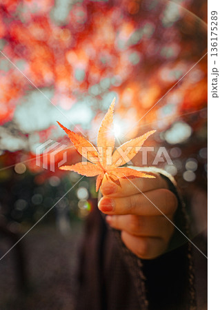 手に持ったもみじ 136175289