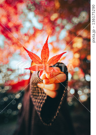 手に持ったもみじ 136175290