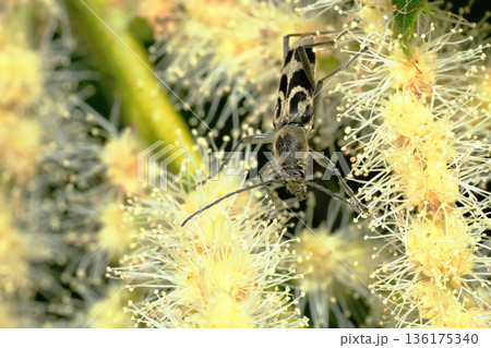 栗の花に止まるエグリトラカミキリ 136175340