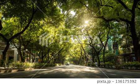 【新緑がまぶしい初夏の並木道】まっすぐに伸びる静かな道路風景 136175392