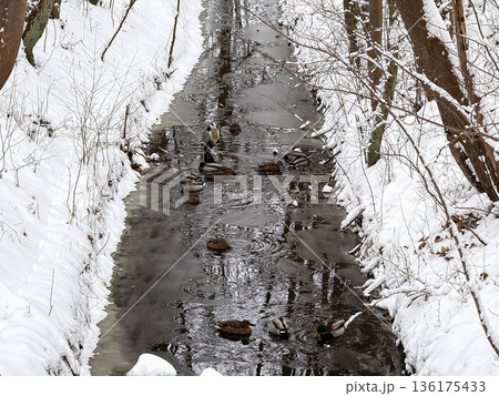 Frozen winter stream with ducks and heron. 136175433