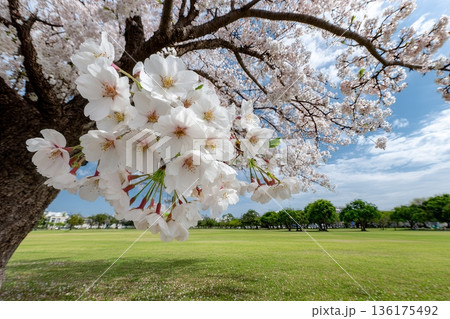 Cherry blossoms bloom on tree in park Cherry blossoms bloom on tree in park 136175492