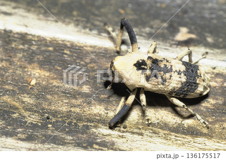 アシナガオニゾウムシ（オス） 136175517