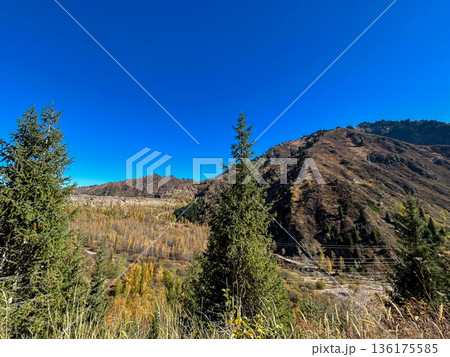 Autumn Mountain Landscape With Pine Trees and Clear Blue Sky in Kazakhstan 136175585