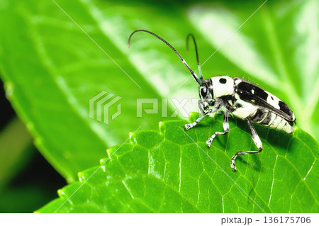 ラミーカミキリ ラミーカミキリ 136175706