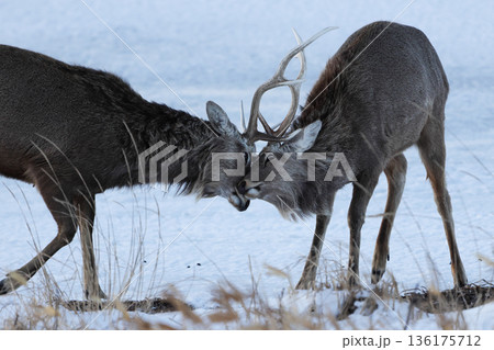 角を突きあうエゾシカ 136175712