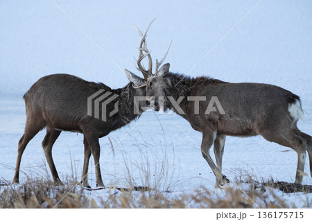 角を突きあうエゾシカ 136175715